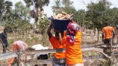 Harvesting cassava nearby Aspuna Gambia's agri-processing plant 